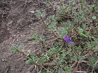ova Gussonea-Astragalus siculus 20110529 148